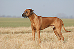 Rhodesian Ridgeback