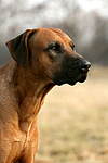 Rhodesian Ridgeback