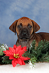 Rhodesian Ridgeback Welpe / rhodesian ridgeback puppy