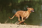 Rhodesian Ridgeback