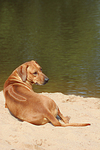 Rhodesian Ridgeback