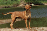 Rhodesian Ridgeback