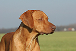 Rhodesian Ridgeback Portrait