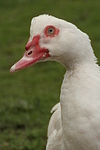 Warzenente / muscovy duck