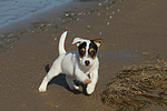 Parson Russell Terrier Welpe / parson russell terrier puppy