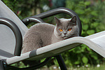 Britisch Kurzhaar / british shorthair