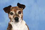 Jack Russell Terrier