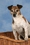 Jack Russell Terrier