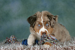 Miniature Australian Shepherd Welpe / miniature australian shepherd puppy