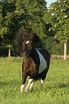 Shetland Pony