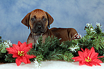 Rhodesian Ridgeback Welpe / rhodesian ridgeback puppy