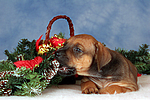 Rhodesian Ridgeback Welpe / rhodesian ridgeback puppy