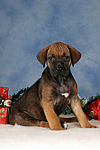 Rhodesian Ridgeback Welpe / rhodesian ridgeback puppy