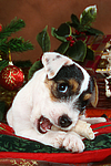 Parson Russell Terrier Welpe zu Weihnachten / PRT puppy at christmas