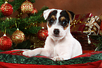 Parson Russell Terrier Welpe zu Weihnachten / PRT puppy at christmas