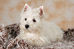 liegender West Highland White Terrier Welpe / lying West Highland White Terrier Puppy