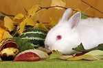 Zwergkaninchen / dwarf rabbit