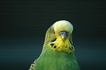 Wellensittich / budgie