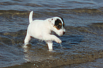 Parson Russell Terrier Welpe / parson russell terrier puppy