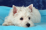 liegender West Highland White Terrier Welpe / lying West Highland White Terrier Puppy