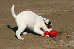 Parson Russell Terrier Welpe / parson russell terrier puppy