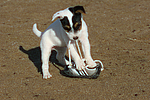 Parson Russell Terrier Welpe / parson russell terrier puppy