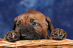 Rhodesian Ridgeback Welpe / rhodesian ridgeback puppy