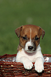 Jack Russell Terrier Welpe / jack russell terrier puppy