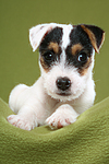 liegender Parson Russell Terrier Welpe / lying PRT puppy