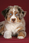 Miniature Australian Shepherd Welpe / miniature australian shepherd puppy