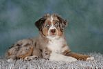 Miniature Australian Shepherd Welpe / miniature australian shepherd puppy