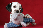 Dalmatiner Welpe / dalmatian puppy