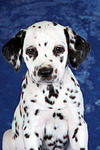 Dalmatiner Welpe / dalmatian puppy