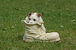 Jack Russell Terrier Welpe / Jack Russell Terrier puppy