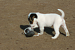 Parson Russell Terrier Welpe / parson russell terrier puppy