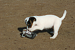 Parson Russell Terrier Welpe / parson russell terrier puppy