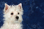 West Highland White Terrier Welpe / West Highland White Terrier Puppy