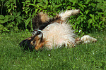 Langhaarcollie wälzt sich / rolling longhaired collie