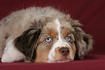 Miniature Australian Shepherd Welpe / miniature australian shepherd puppy