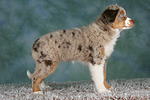 Miniature Australian Shepherd Welpe / miniature australian shepherd puppy