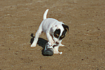 Parson Russell Terrier Welpe / parson russell terrier puppy