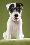 sitzender Parson Russell Terrier Welpe / sitting PRT puppy