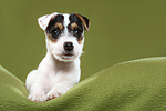 liegender Parson Russell Terrier Welpe / lying PRT puppy