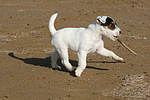 Parson Russell Terrier Welpe / parson russell terrier puppy