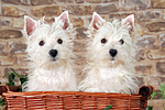 West Highland White Terrier Welpen / West Highland White Terrier Puppies