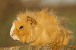 Langhaarmeerschwein /  long-haired guninea pig