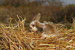 Zwergwidder / lop-eared bunny