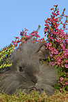 Widderkaninchen / lop-eared bunny