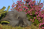 Widderkaninchen / lop-eared bunny