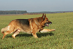 rennender Deutscher Schäferhund / running german shepherd